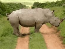 rhino poop gif|White Rhino Pooping .